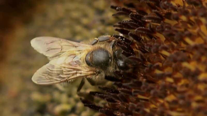 ¼Ƭ߻ϵ1۷ Catalyst Series 1: Honey Bees1080P-Ļ/Ļ