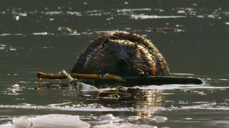 ¼ƬôҰһ Canada: A Year in the Wild1080P-Ļ/Ļ