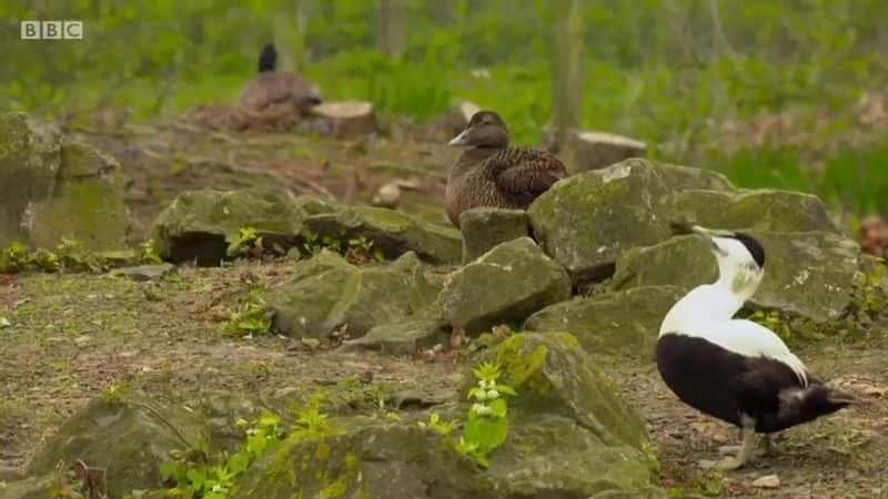 ¼ƬCountryfile ռǣϵ 3 Countryfile Spring Diaries: Series 31080P-Ļ/Ļ