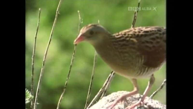 ¼ƬͿ޷ The Corncrake and the CroftĻ/Ļ