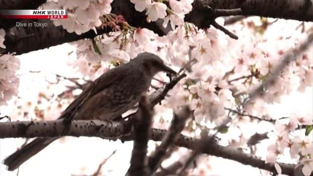 ¼Ƭӣס Charmed by Foxes and Cherry Blossomsȫ1-Ļ/Ļ