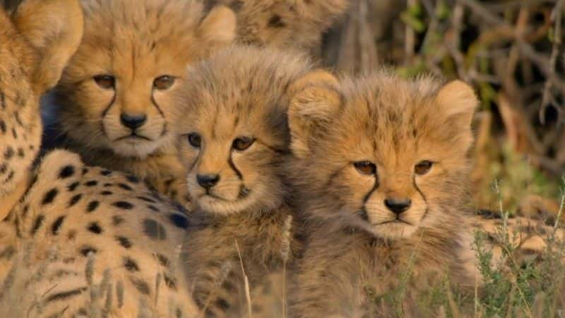 纪录片《我和猎豹家族 Cheetah Family and Me》[无字] [BT][DVD画质]资源下载