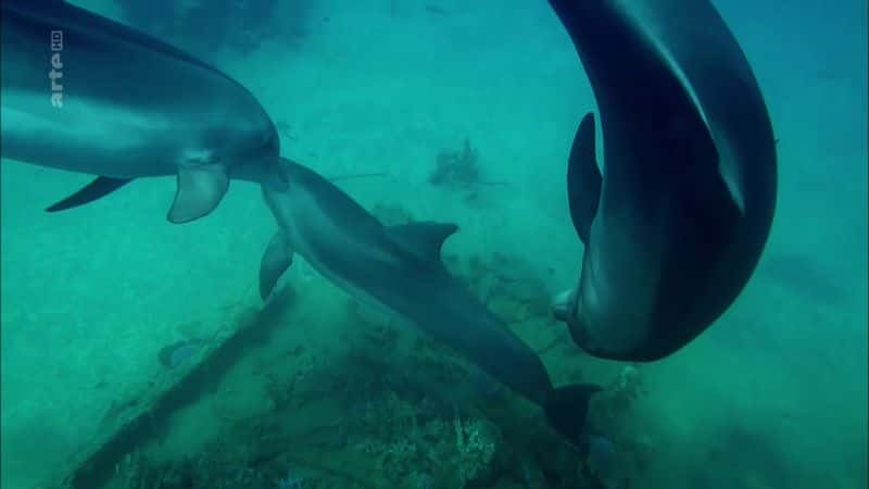 ¼Ƭ Dolphin ManĻ/Ļ