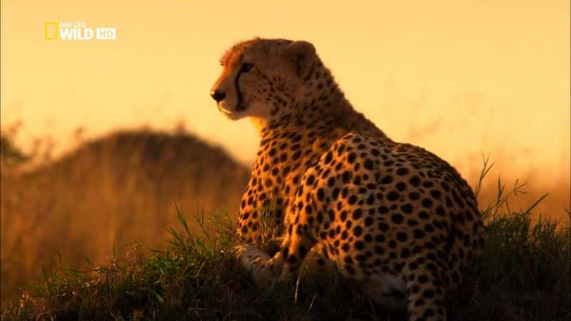 ¼ƬԱ Cheetah: Fatal InstinctĻ/Ļ