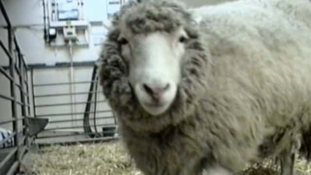 ¼Ƭ򣺸ı Dolly: The Sheep that Changed the World1080Pȫ1-Ļ/Ļ