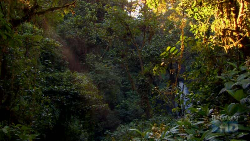 ¼Ƭٲ Cloudforest WaterfallĻ/Ļ