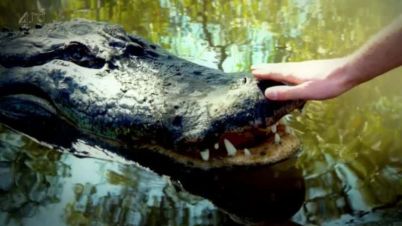 ¼Ƭ () Crocodile (Ch4)ȫ1-Ļ/Ļ