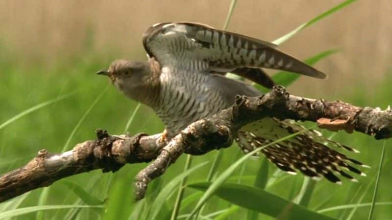 ¼ƬӢ㲥˾ Cuckoo (BBC)ȫ1-Ļ/Ļ