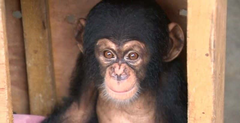 ¼Ƭ˽ The Chimp Smugglersȫ1-Ļ/Ļ