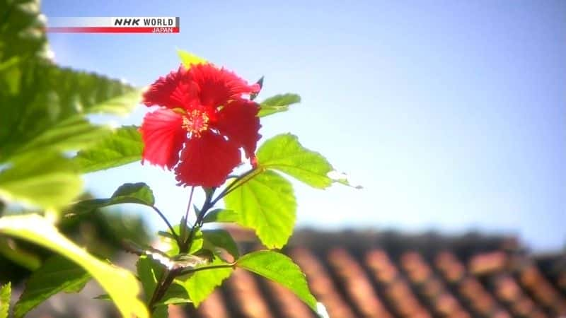 ¼ƬﳵձȴɽȺ Cycle Around Japan: Okinawa the Tropical Yaeyama Islandsȫ1-Ļ/Ļ