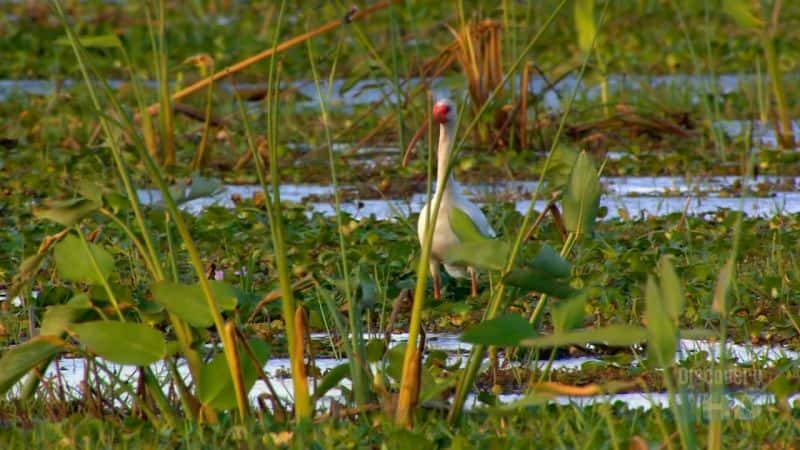 ¼Ƭάµ Birds of Palo VerdeĻ/Ļ