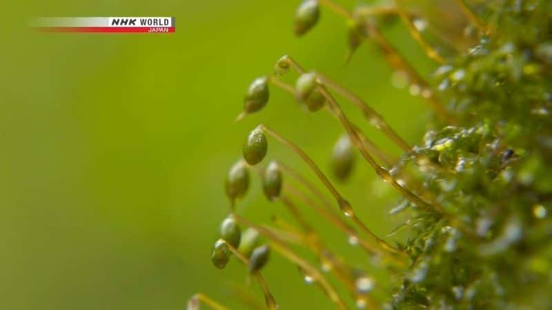 ¼Ƭгձɭ͵ľ Cycle Around Japan: Aomori - A Spirit of Fortitudeȫ1-Ļ/Ļ