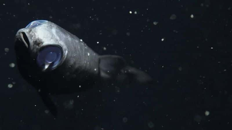 ¼Ƭϵ 1  3  - Ǳɺ Deep Ocean: Series 1 Part 3 - Descent into the Mariana Trench1080P-Ļ/Ļ