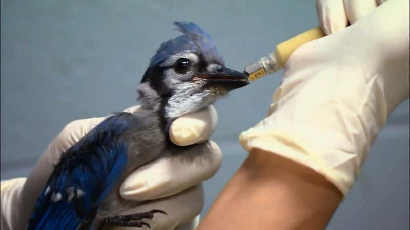 ¼ƬҰԮϵ 1 City Wildlife Rescue: Series 11080P-Ļ/Ļ