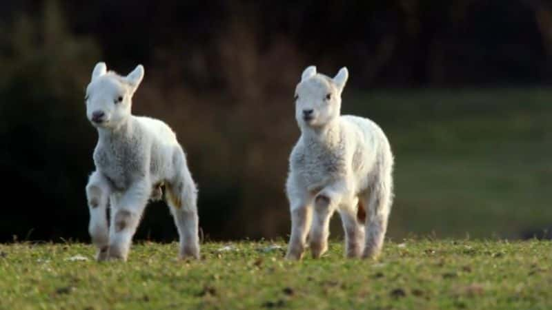 ¼Ƭ嵵ռ Countryfile: Spring Diaries1280P-Ļ/Ļ