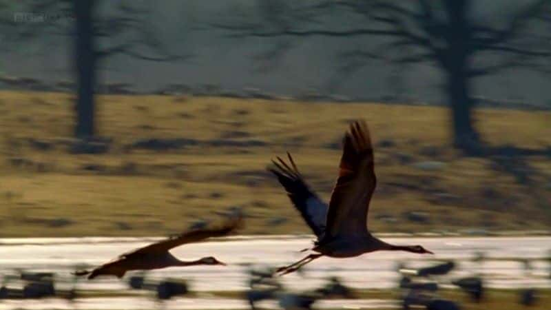 ¼Ƭĺ Dancing Cranes of SwedenĻ/Ļ