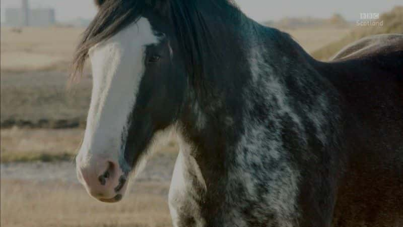 ¼Ƭȴΰ Clydesdale: Saving the Greatest Horse1080Pȫ1-Ļ/Ļ