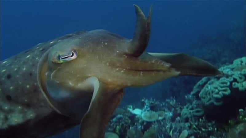 ¼Ƭī㣺αװ֮ Cuttlefish: Kings of CamouflageĻ/Ļ