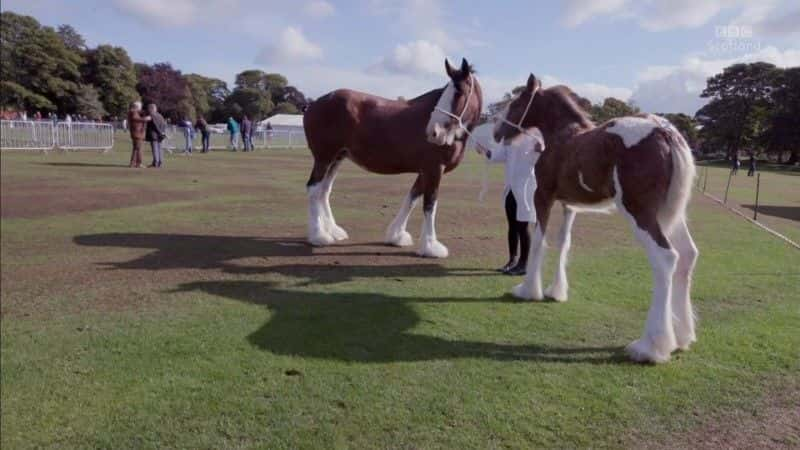 ¼Ƭȴΰ Clydesdale: Saving the Greatest Horse1080Pȫ1-Ļ/Ļ