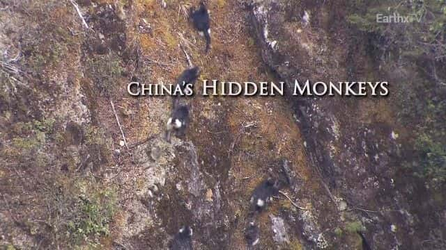 ¼Ƭйصĺ China's Hidden Monkeysȫ1-Ļ/Ļ