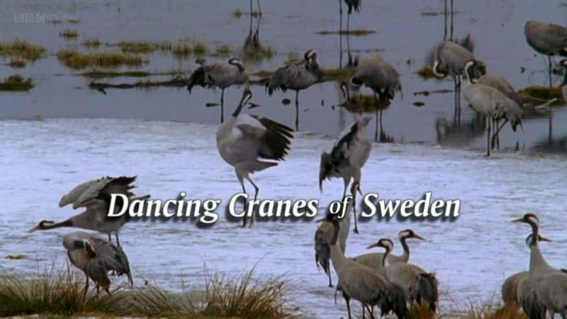 ¼Ƭĺ Dancing Cranes of SwedenĻ/Ļ