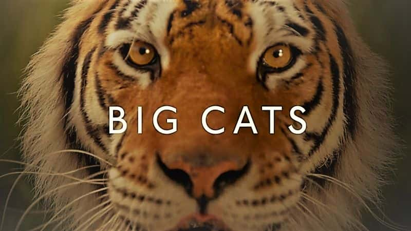 ¼Ƭèƶϵ 1 Big Cats: Series 1Ļ/Ļ