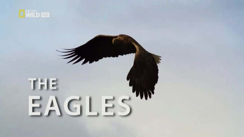 ¼ƬҰĿĵأӥ Destination Wild: The EaglesĻ/Ļ