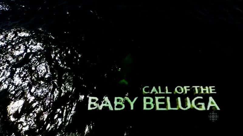 ¼Ƭ׾ĺ Call of the Baby BelugaĻ/Ļ