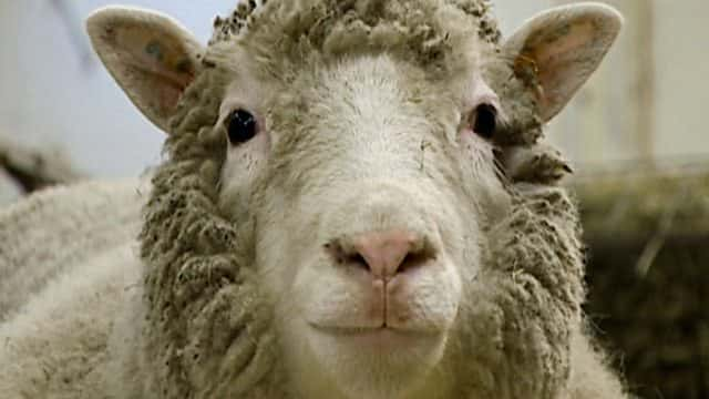 ¼Ƭ򣺸ı Dolly: The Sheep that Changed the World1080Pȫ1-Ļ/Ļ