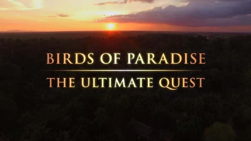 ¼Ƭռ (BBC) Birds of Paradise: The Ultimate Quest (BBC)1080Pȫ1-Ļ/Ļ