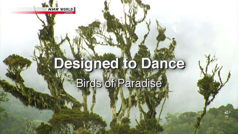 纪录片《专为舞蹈而设计：天堂鸟 Designed to Dance: Birds of Paradise》[无字][BT][1080P][720P]双画质资源下载