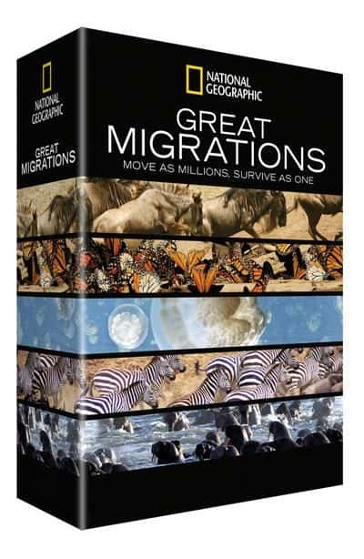 ¼ƬǨ Great Migrations720Pȫ5-Ļ/Ļ