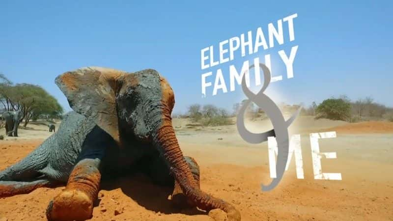 ¼Ƭ (BBC) Elephant Family and Me (BBC)1080Pȫ1-Ļ/Ļ