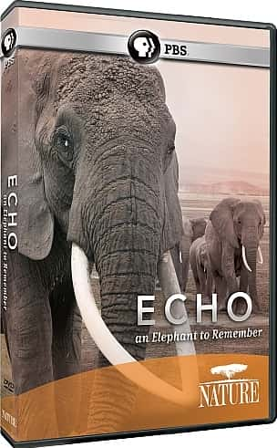 ¼ƬEchoһͷֵüסĴ Echo: An Elephant to Remember720P-Ļ/Ļ