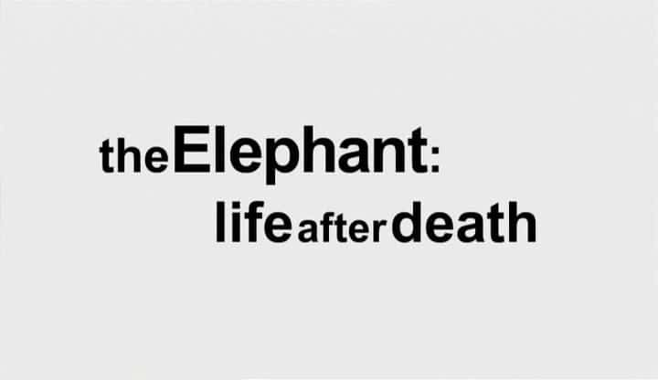 ¼Ƭ The Elephant: Life after Deathȫ1-Ļ/Ļ