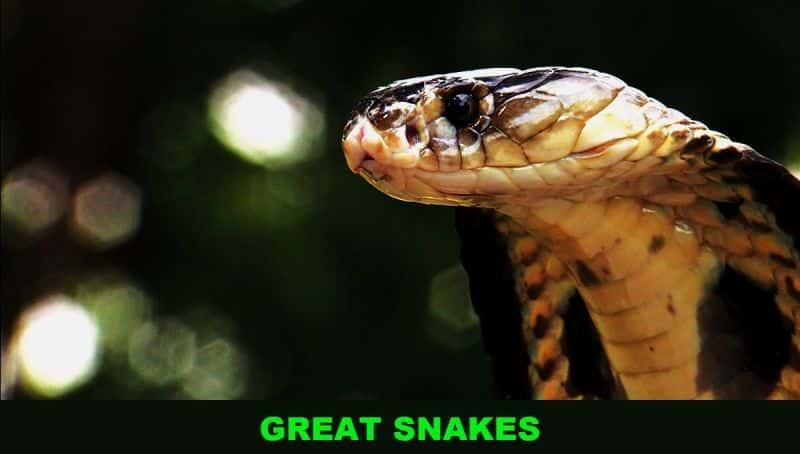 ¼Ƭ Great SnakesĻ/Ļ