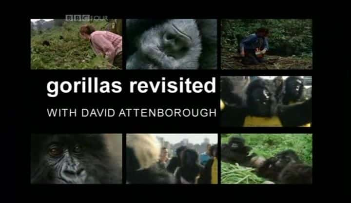 纪录片《重温大猩猩（BBC） Gorillas Revisited ( BBC )》[无字] [BT][DVD画质]资源下载