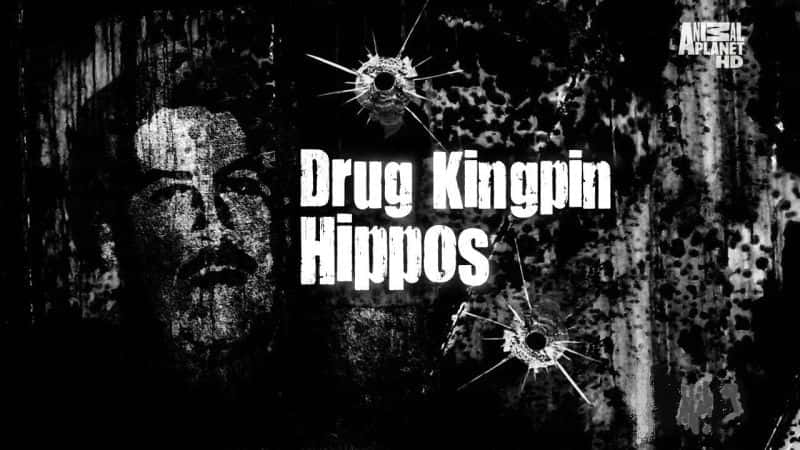 ¼Ƭɺ Drug Kingpin HipposĻ/Ļ