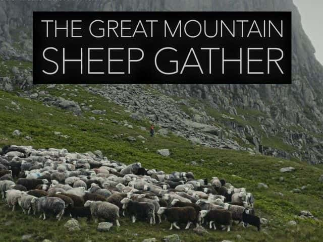 ¼Ƭɽۼ (BBC) The Great Mountain Sheep Gather (BBC)1080Pȫ1-Ļ/Ļ