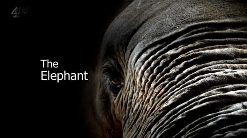 ¼Ƭ () Elephant (Ch4)ȫ1-Ļ/Ļ