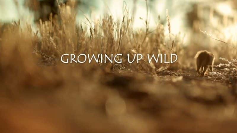 ¼ƬҰɳBBC Growing Up Wild (BBC)1080Pȫ1-Ļ/Ļ