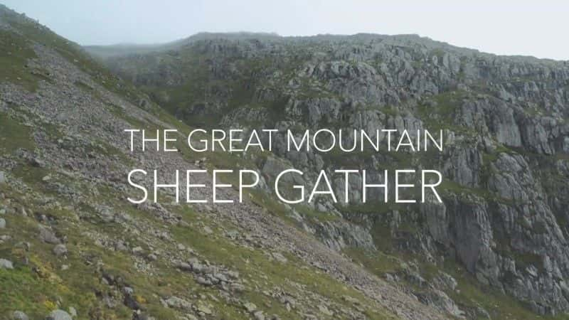 ¼Ƭɽۼ The Great Mountain Sheep GatherĻ/Ļ