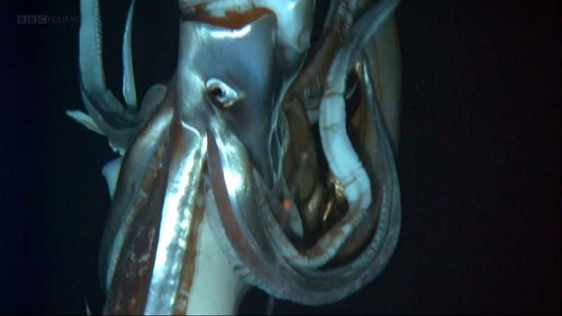 ¼Ƭ㲻ܵ (BBC) Giant Squid: Filming the Impossible (BBC)1080Pȫ1-Ļ/Ļ