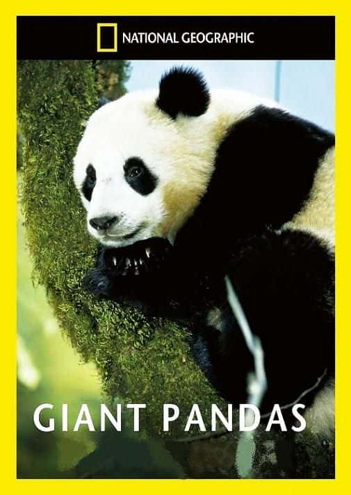 ¼Ƭè Giant PandasĻ/Ļ