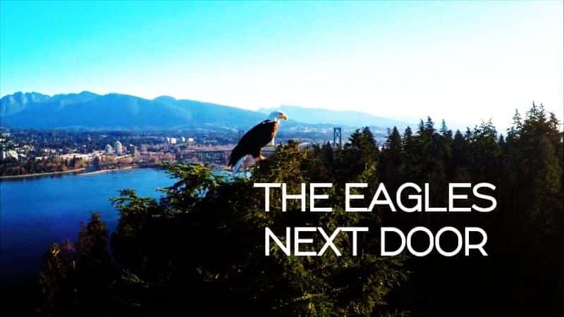 ¼Ƭӥ The Eagles Next DoorĻ/Ļ