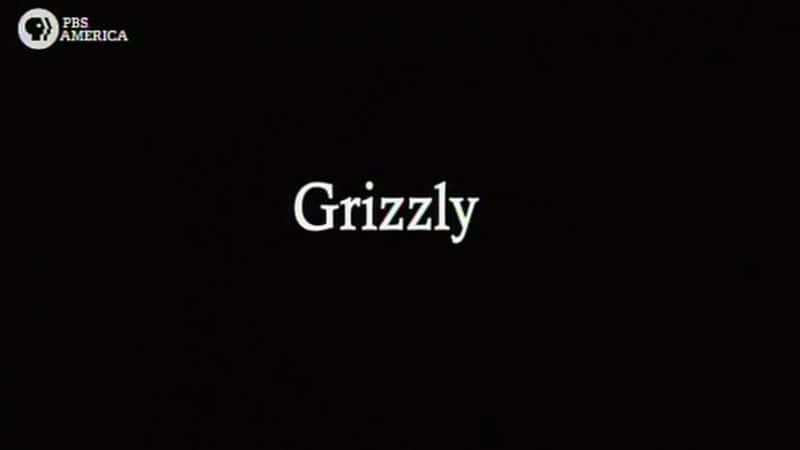 纪录片《灰熊 (PBS) Grizzly (PBS)》[无字][BT][720P]资源下载