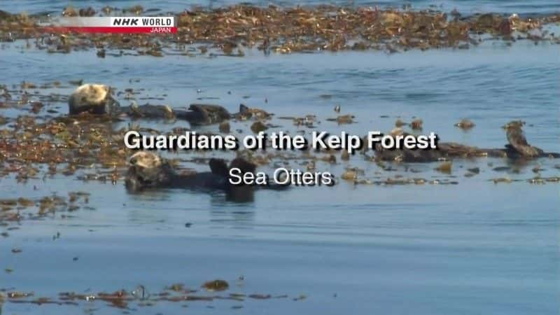 ¼Ƭɭֵػߣ̡ Guardians of the Kelp Forest: Sea Ottersȫ1-Ļ/Ļ