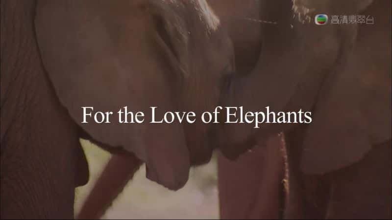 ¼ƬΪ˶Դİ For The Love of ElephantsĻ/Ļ