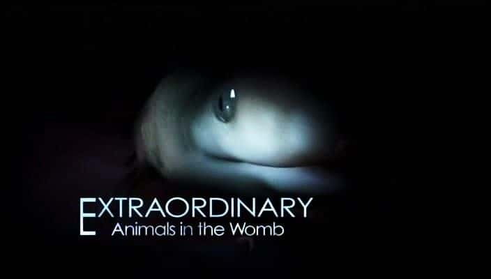 ¼ƬӹķǷ Extraordinary Animals In The Womb720Pȫ1-Ļ/Ļ