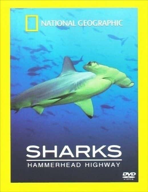 ¼Ƭͷ· Hammerhead HighwayĻ/Ļ